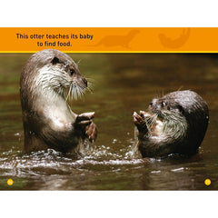 Peek, Otter!: Level 1 (National Geographic Readers)
